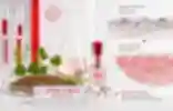 Shiseido studied the effect of coriander fruit extract on skin aging